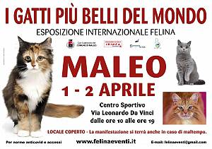 I gatti piu' belli del mondo - esposizione internazionale felina